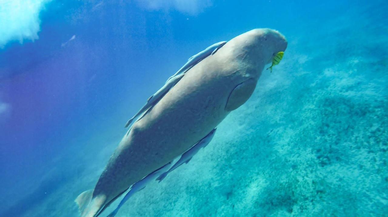 Blue Vision Diving Hotel Marsa Alam Zewnętrze zdjęcie