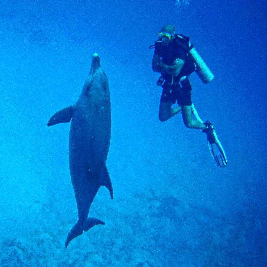Blue Vision Diving Hotel Marsa Alam Zewnętrze zdjęcie
