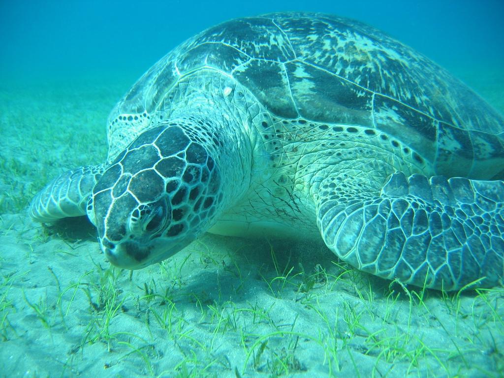 Blue Vision Diving Hotel Marsa Alam Zewnętrze zdjęcie